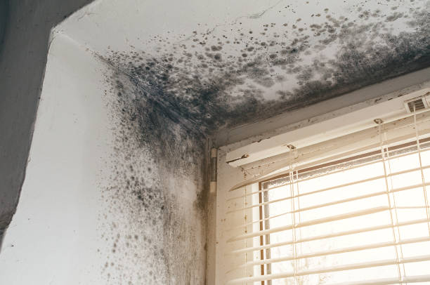 Affordable Mold Cleanup solutions in Jonestown, TX